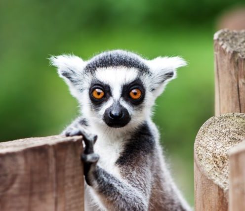 Lemur Yoga: Cuddles Now Available in UK Hotel!