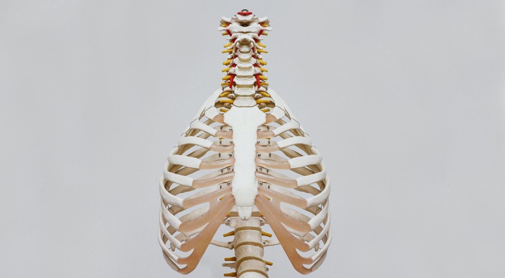 model of rib cage theoretical basics of pranayama