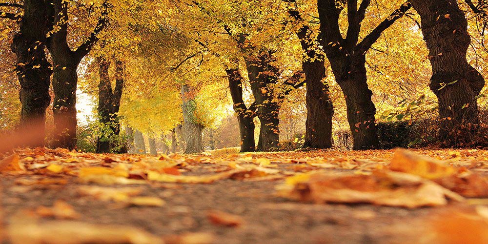 spiritual practices for autumn trees