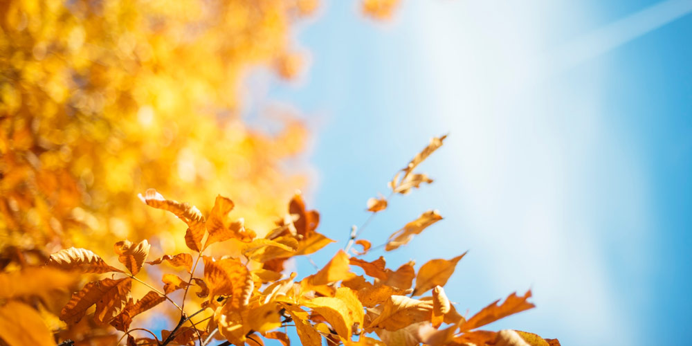 autumn leaves english yoga & healthy lifestyle events budapest