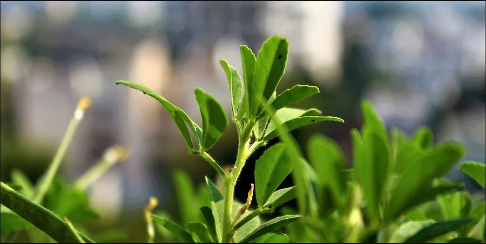 ayurvedic plants to grow at home